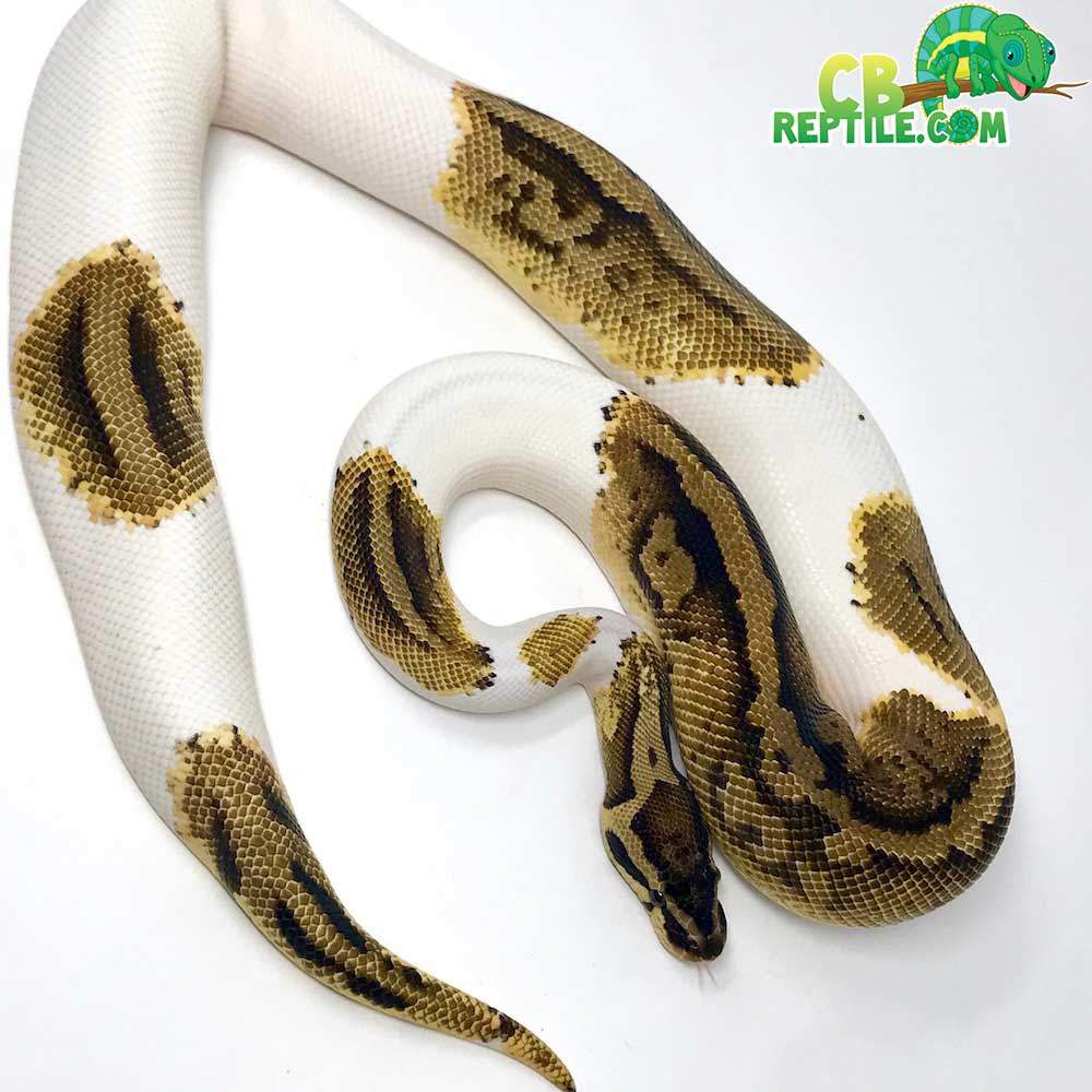 Pyton królewski (Python regius) - Pied