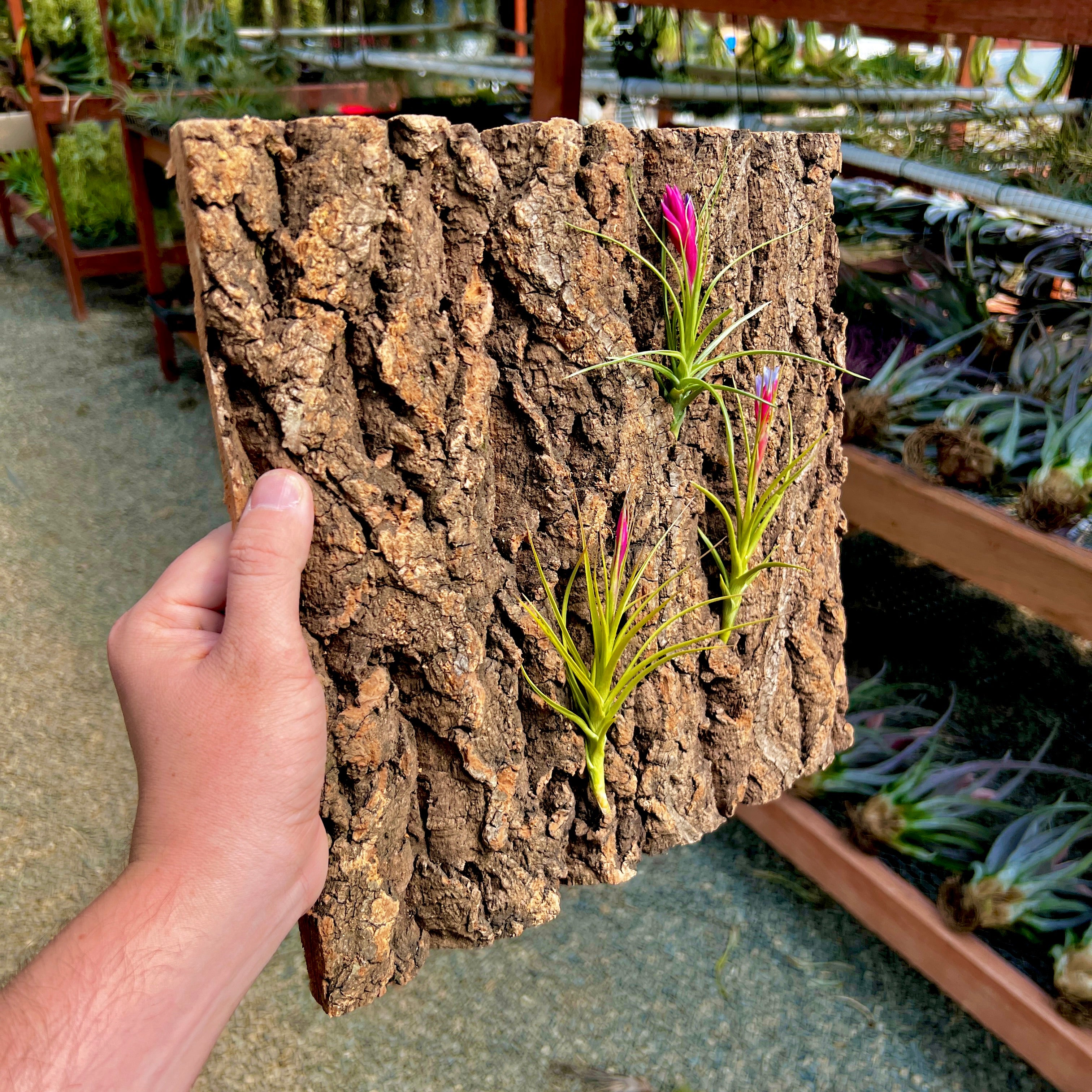 Tło korkowe do terrarium 60x30cm